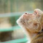 monkey catcher Profile Picture