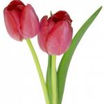 santosh sharma Profile Picture